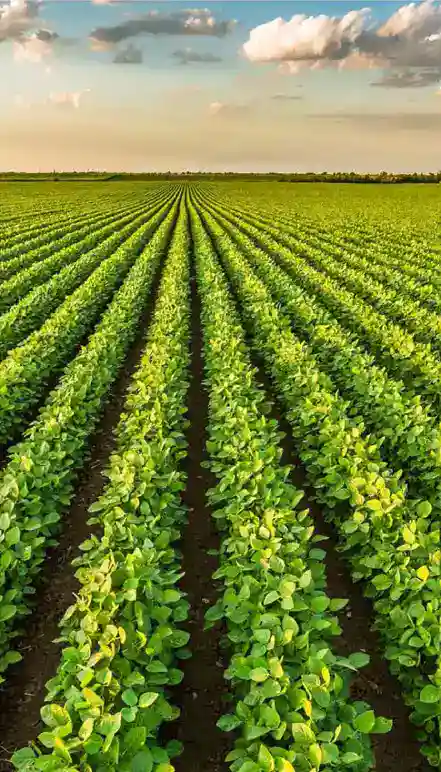 Agriculture Agriculture